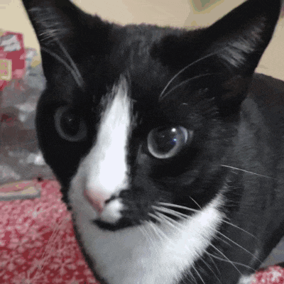 a close up of a black and white cat looking at the camera with a red blanket in the background