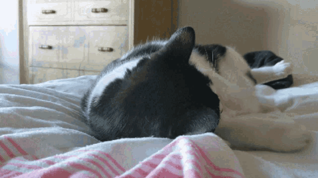 Crazy Cat Funny GIF - Crazy Cat Funny Playing GIFs