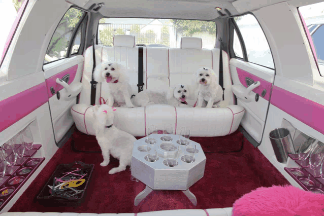 three small white dogs are sitting in a pink and white limousine
