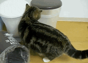 a cat standing next to a trash bag that says " i hate " on it