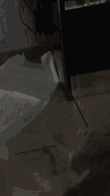 Bully Cat GIF