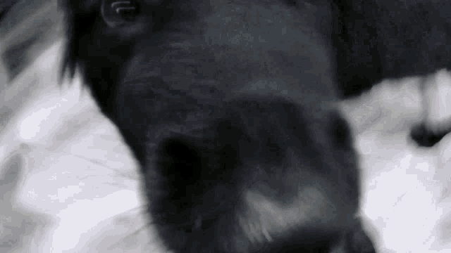 a close up of a black dog laying down on a bed
