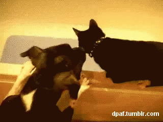 Pushing The Cat GIF - Dog Push Cat GIFs