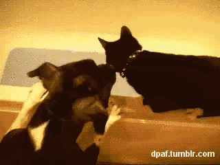 a picture of a dog and a cat with the website dpat.tumblr.com visible