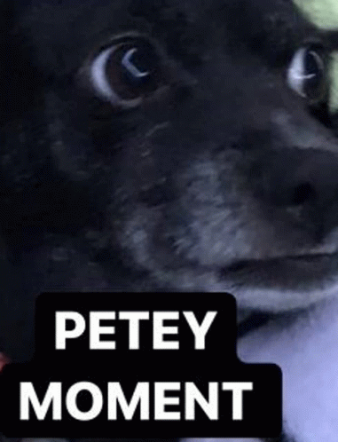 Petey Moment Petey GIF - Petey Moment Petey Sourpetey GIFs