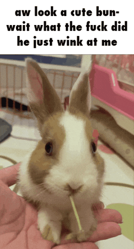 a brown and white rabbit with a stick in its mouth is being held by a person