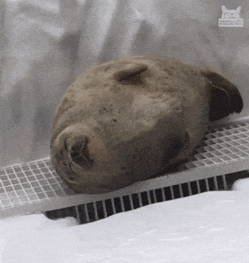 a seal is laying on its back on a grid .