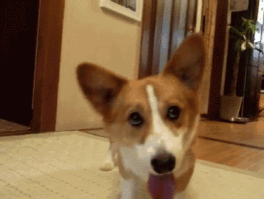 a brown and white dog is sticking its tongue out while standing on a carpet .