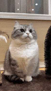 a gray and white cat sitting next to a feather toy
