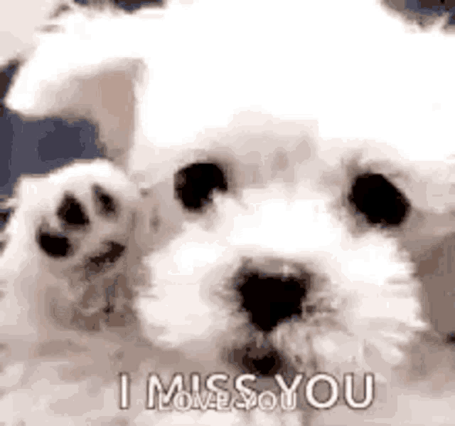 a white dog is waving its paw at the camera and saying `` i miss you '' .
