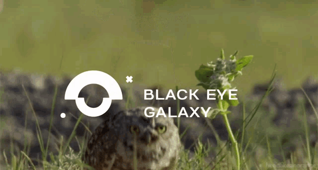 a black eye galaxy advertisement with an owl in the grass
