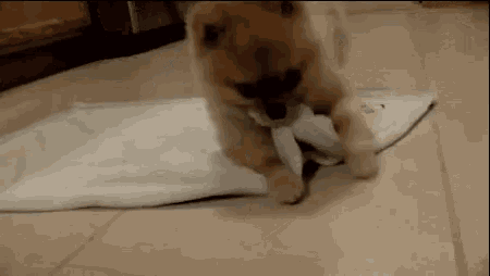 a small brown dog is playing with a white towel on the floor .