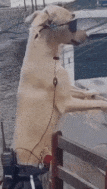 a dog wearing sunglasses and a headset stands on its hind legs .