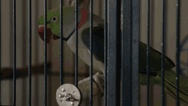 a green parrot in a cage with a red collar