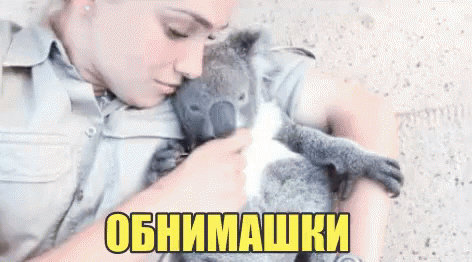 обнимашки коала мило прелесть любовь поцелуй GIF - Potseluy Obnimashki Milo GIFs