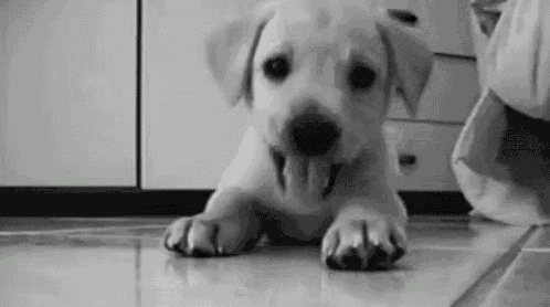 a black and white photo of a puppy laying on the floor with its tongue hanging out .