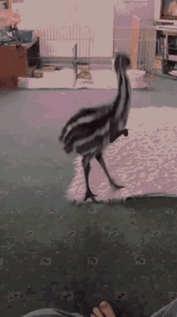 Excited Emu GIF - Excited Emu Dog Hands GIFs