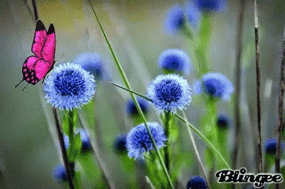Butterfly Nature GIF - Butterfly Nature Fly GIFs