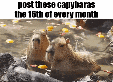 two capybaras are swimming in a pool with petals floating in the water .