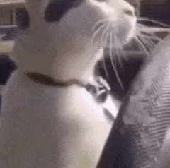 a close up of a black and white cat wearing a collar .