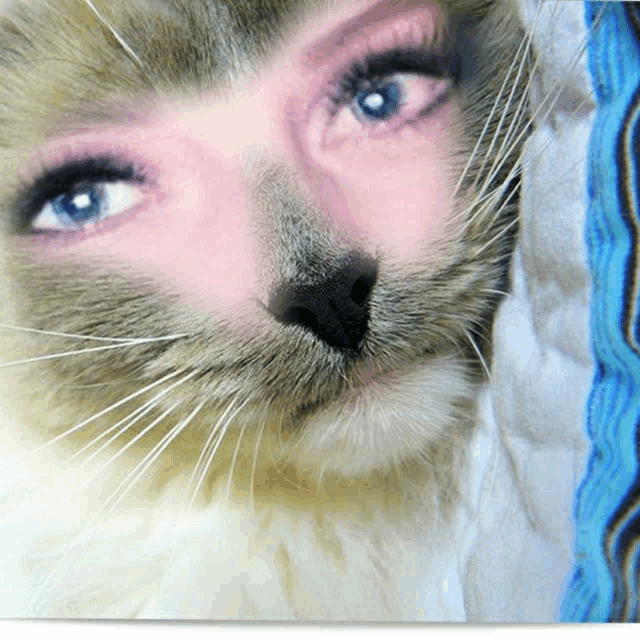 a close up of a cat 's face with blue eyes and a pink nose
