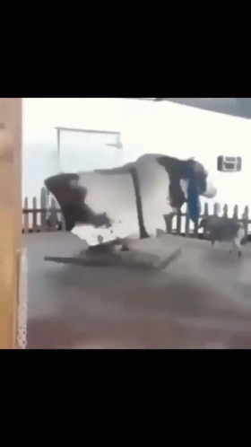 Dog Rodeo GIF - Dog Rodeo Funny GIFs