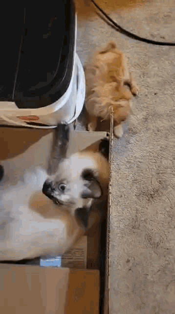 two dogs are laying in a cardboard box on the floor .