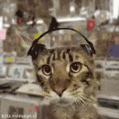 Cat Jamming GIF - Cat Jamming Music GIFs