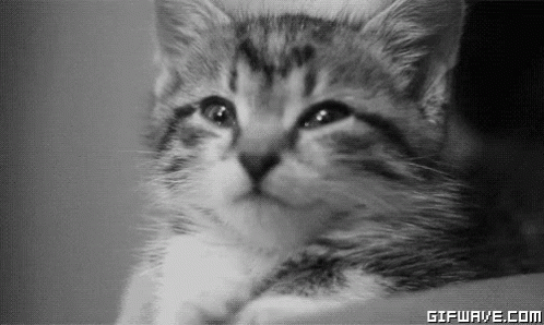 Cats Kitte GIF - Cats Kitte Kitty GIFs