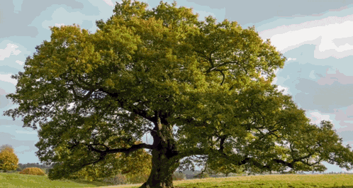a tree in a grassy field with a cloudy sky behind it