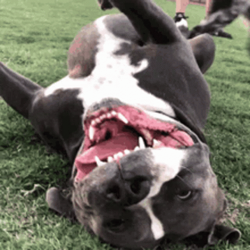 Omg Excited GIF - Omg Excited Dog GIFs