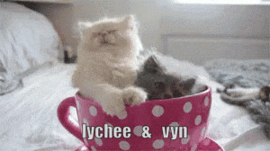 two kittens are sitting in a pink cup with the words lychee & vyn written on it