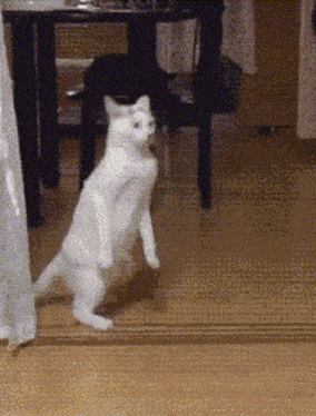 Cat Walking Cat GIF - Cat Walking Cat Cat Walking On Hind Legs GIFs