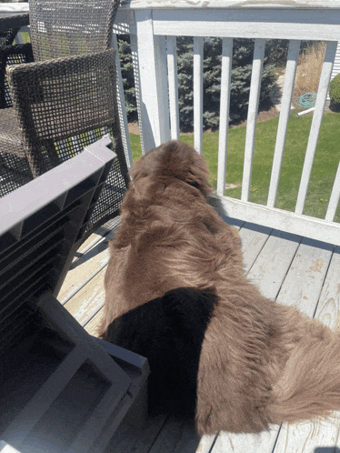two dogs are laying on a deck looking out over a lush green yard