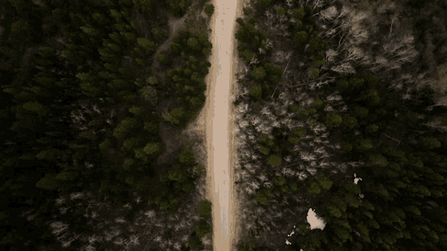 a dirt road in the middle of a forest
