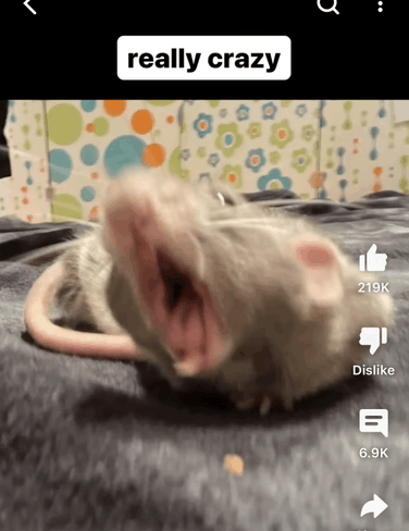 Mouse Funny GIF - Mouse Funny Crazy GIFs