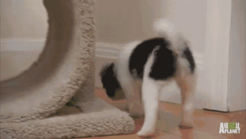 a black and white dog is playing with a cat tree and the word planet is on the bottom right