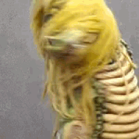 a close up of a skeleton of a dog with yellow hair and bones .