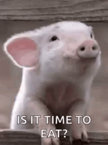 Time To Eat Pig GIF