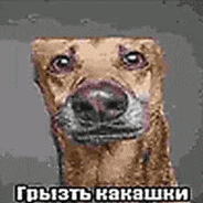 a close up of a dog 's face with a foreign language on it .