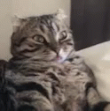 Derp Cat GIF - Derp Cat GIFs