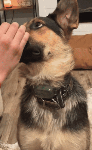 a german shepherd wearing a collar is being petted by a person 's hand
