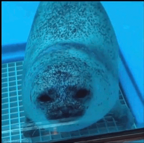 Seal Hello GIF - Seal Hello GIFs