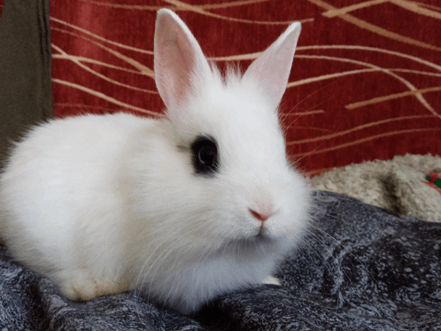 Bunny Rabbit GIF - Bunny Rabbit Kicław GIFs