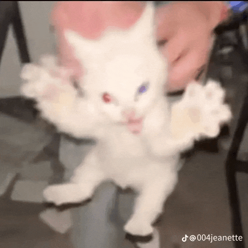 a person is holding a white cat with red and blue eyes .