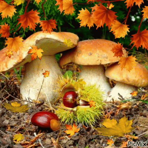 Mushroom Fall GIF - Mushroom Fall Autumn GIFs