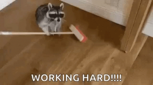 Funny Animals Sweeping GIF - Funny Animals Sweeping Cleaning GIFs