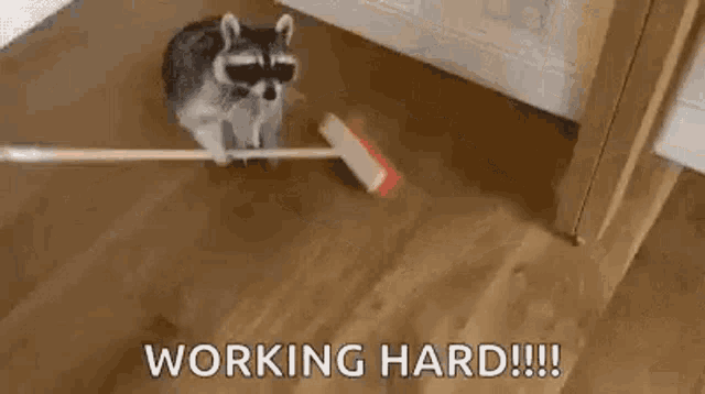 a raccoon is playing with a broom on a wooden floor in a room .