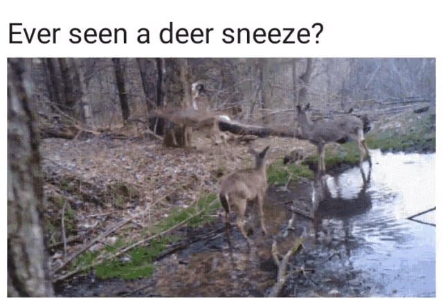 Deer Sneeze GIF - Deer Sneeze Omg GIFs