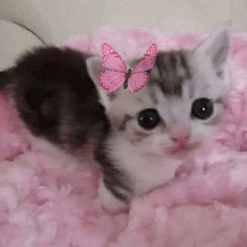 Cat Cute GIF - Cat Cute GIFs